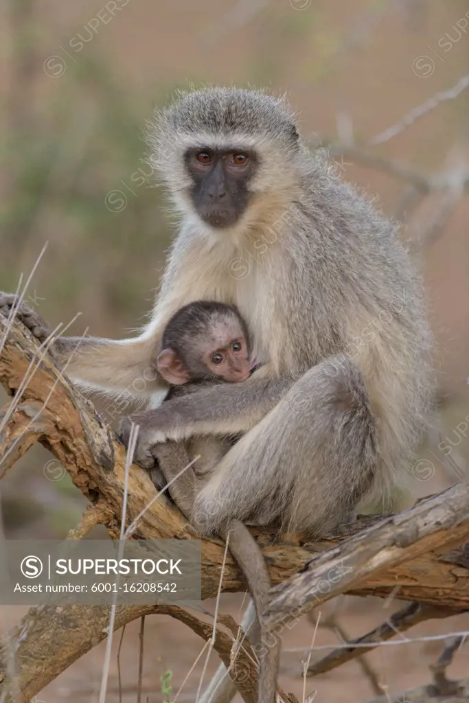 Vervet monkey mom with baby vervet monkey in the wilderness