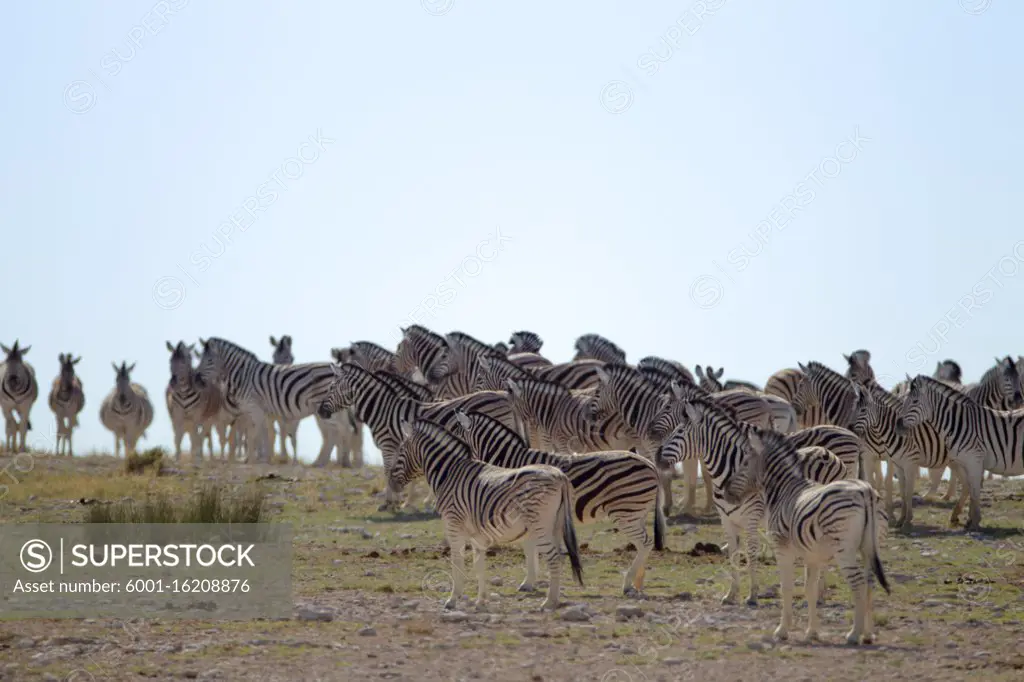 Zebra in the wilderness of Africa