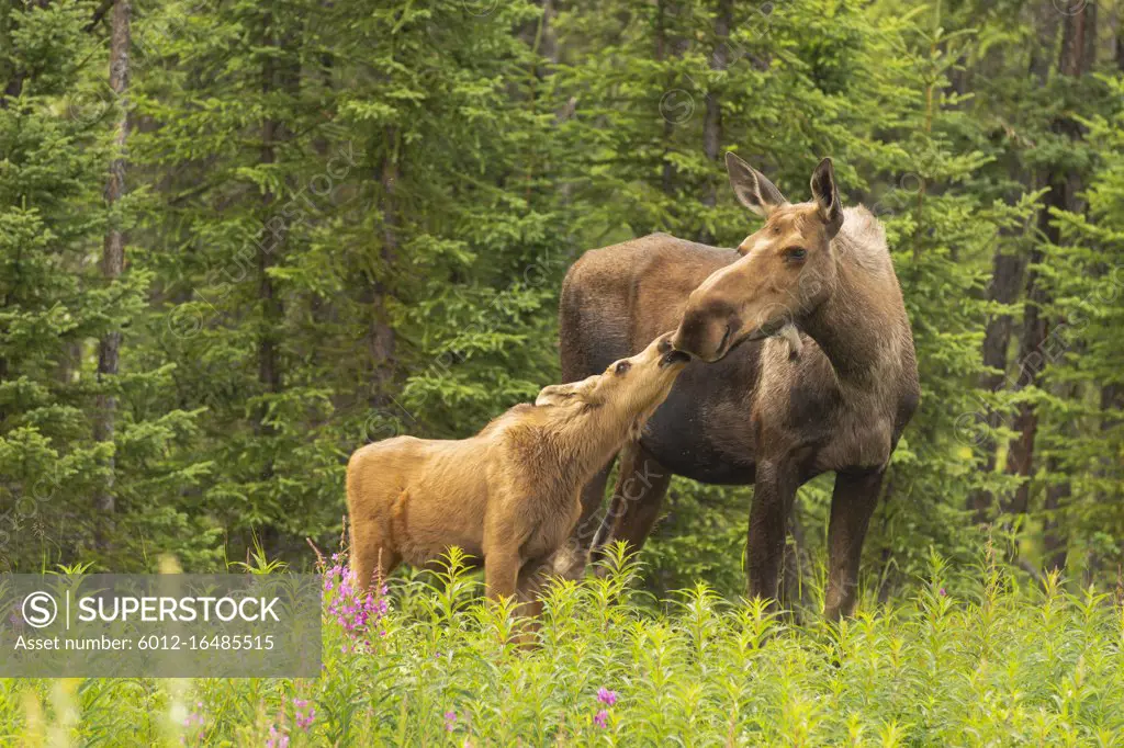 Moose Cow with Calf a the edge of the forest