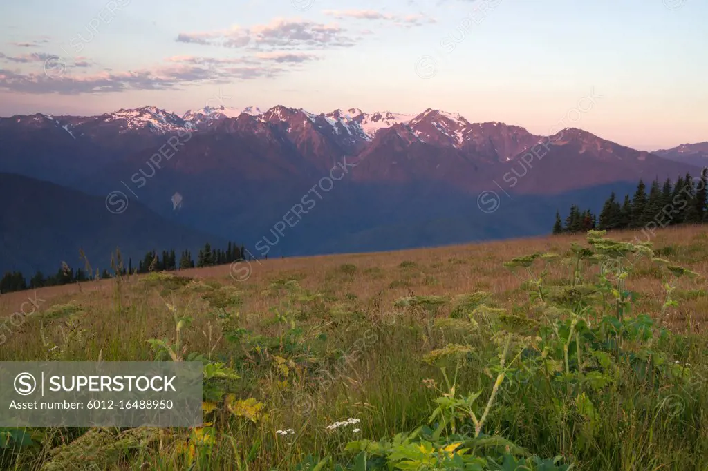 Vegetation covers the hill in the foreground the high peaks of the Olympic Mountain Range background