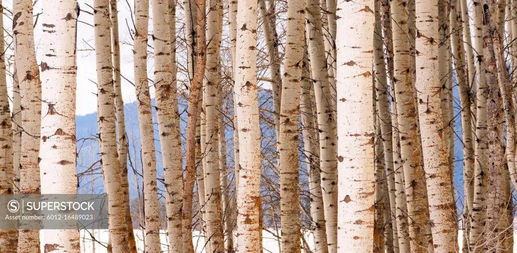 A stand of trees in a wintery season landscape white Aspen Tree group