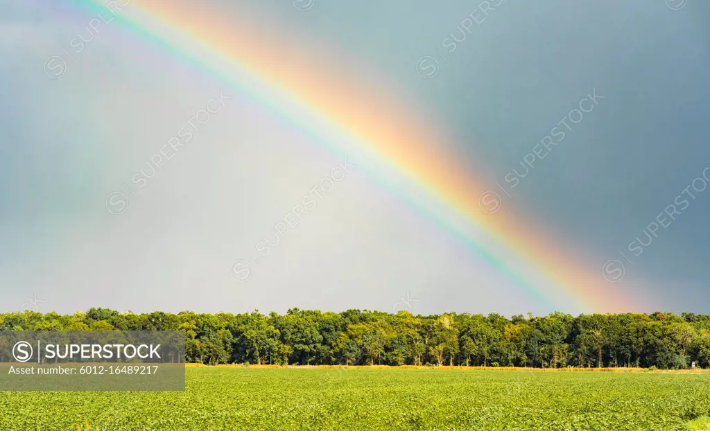 An intense full of color rainbow appears over a Louisiana farm field