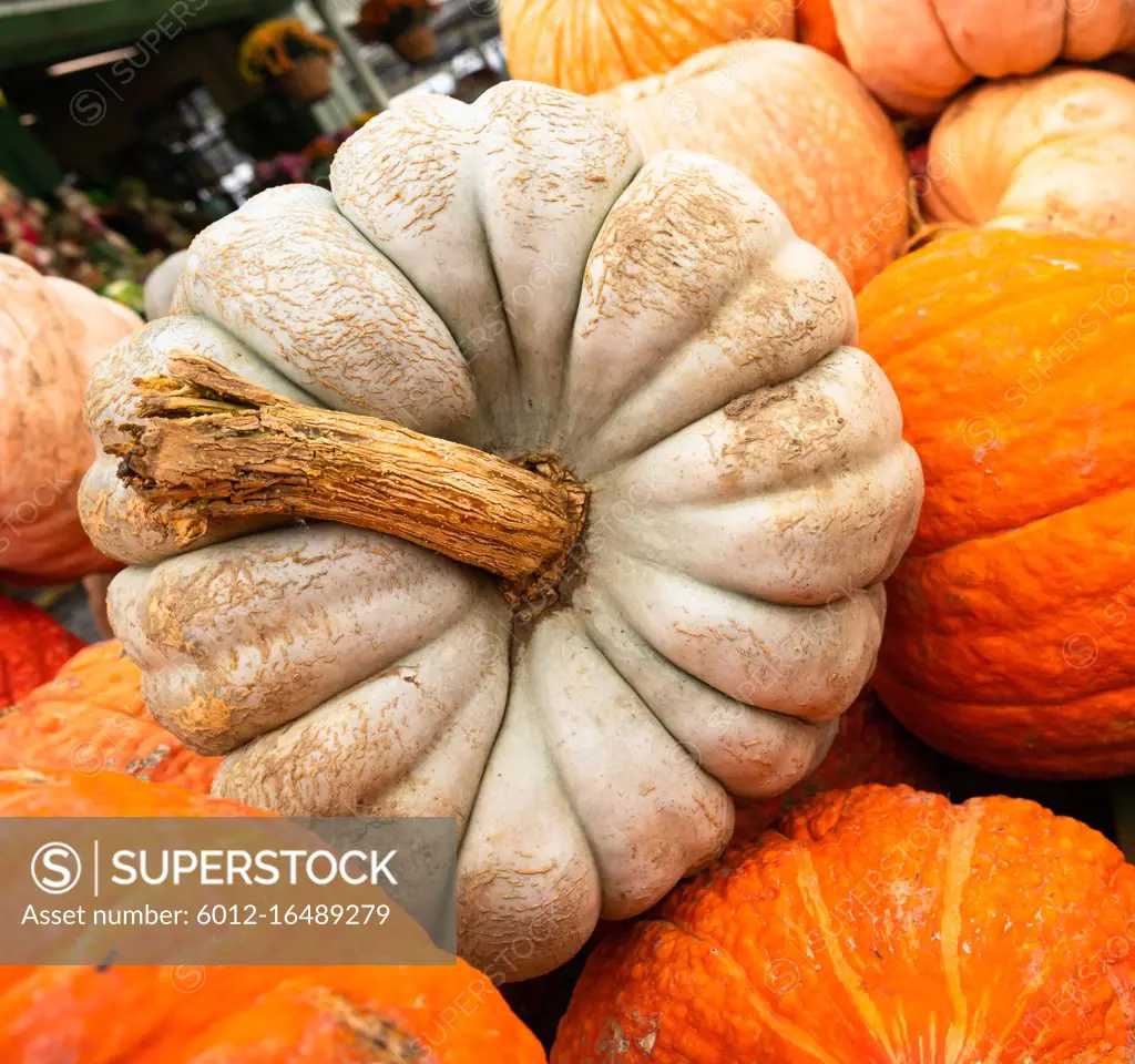 We know fall is here when displays full of Pumpkins and Gourds show up at trh market