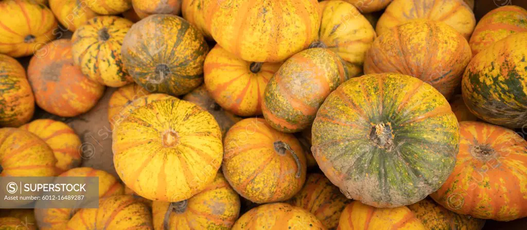 We know fall is here when displays full of Pumpkins and Gourds show up at the market