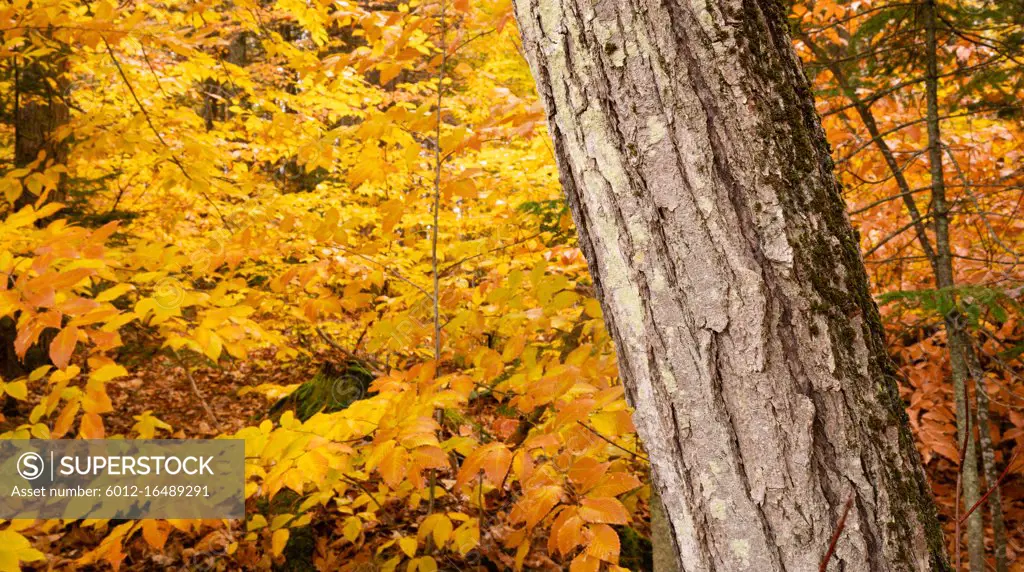 Unique trees stand out against bright yellow leaves ready to fall as winter sets in