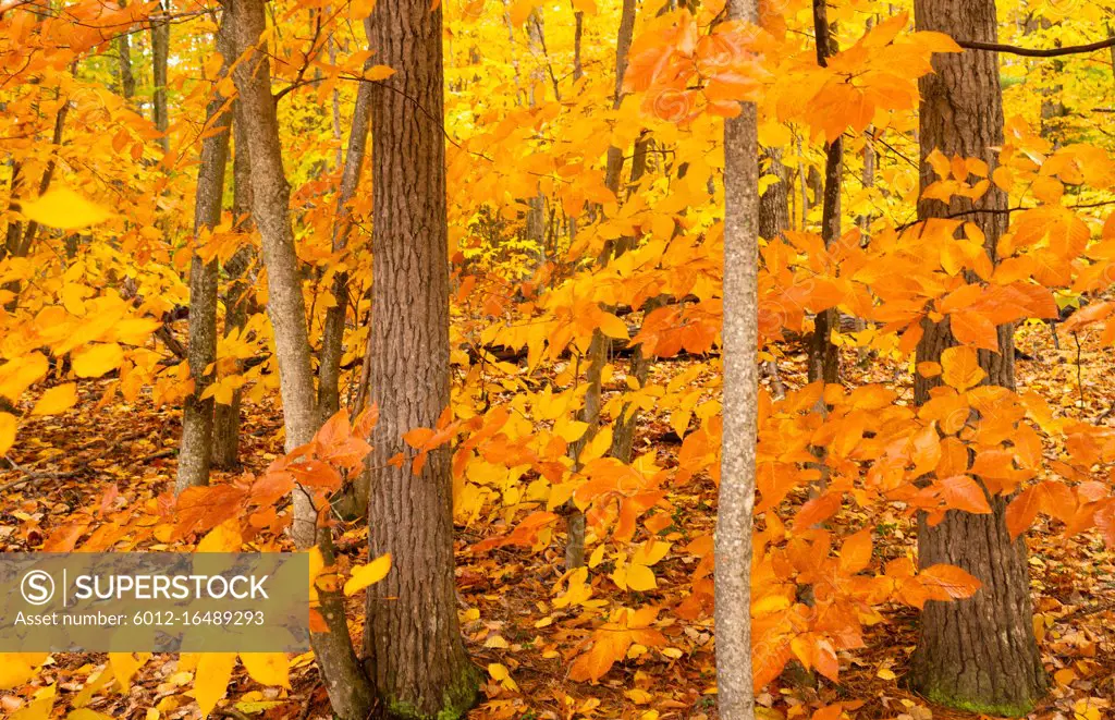 Unique trees stand out against bright yellow leaves ready to fall as winter sets in