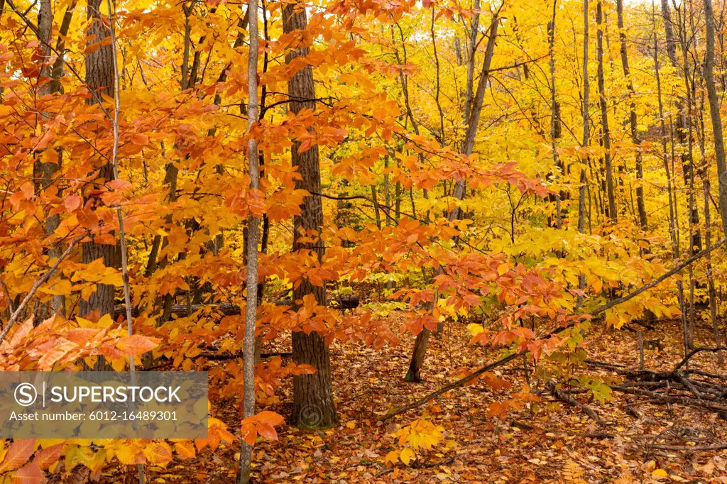 Saturated Thick Tree Fall Color Seasonal Leaves Forest