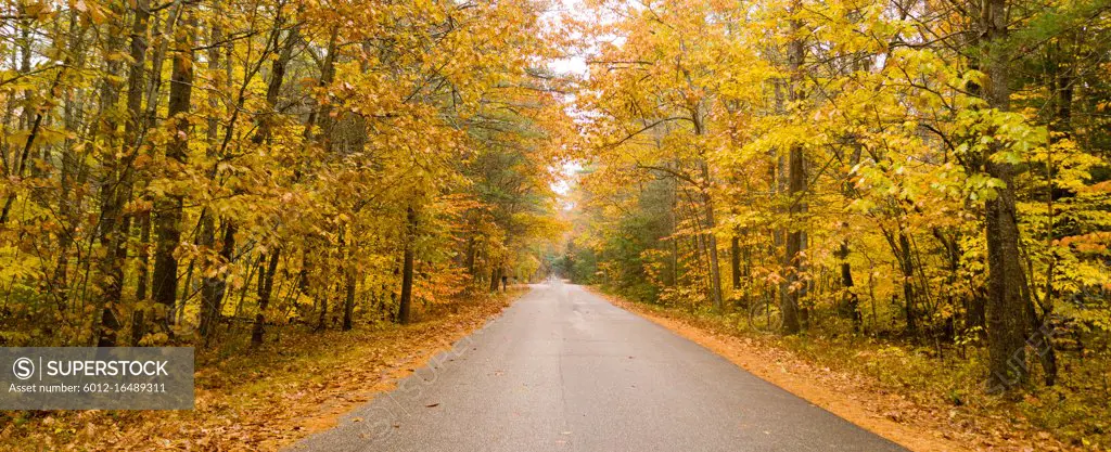 A rural country road travels between trees showing bright fall color as winter approaches