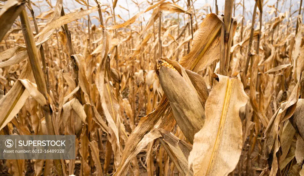 Farm field crops wait for harvest drying up in the field