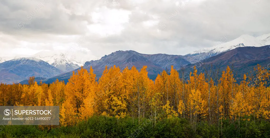 Bright yellow leaves fill the valley around the Tanana River near Delta Junction