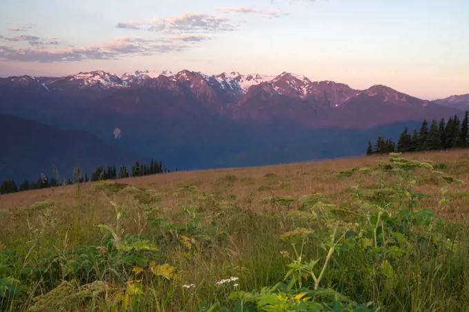 Vegetation covers the hill in the foreground the high peaks of the Olympic Mountain Range background