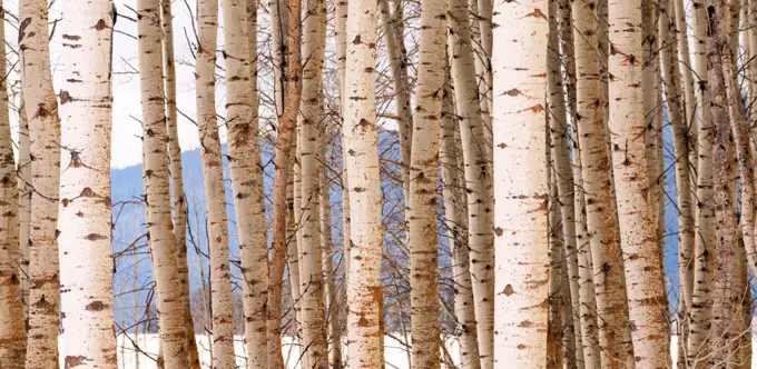 A stand of trees in a wintery season landscape white Aspen Tree group