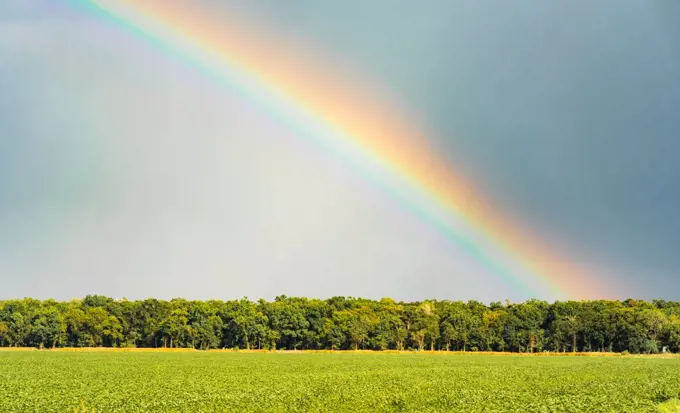 An intense full of color rainbow appears over a Louisiana farm field