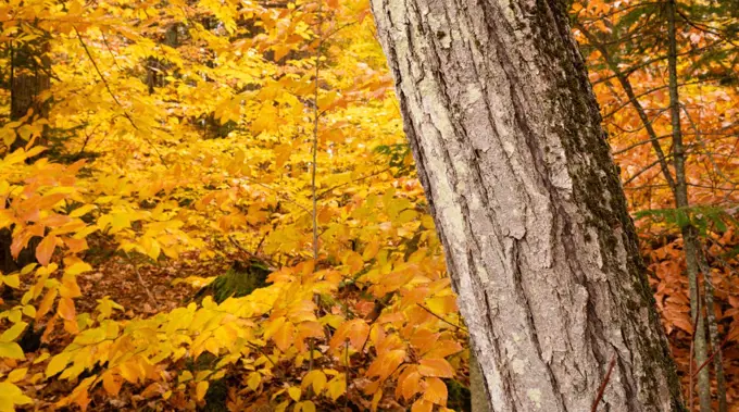 Unique trees stand out against bright yellow leaves ready to fall as winter sets in