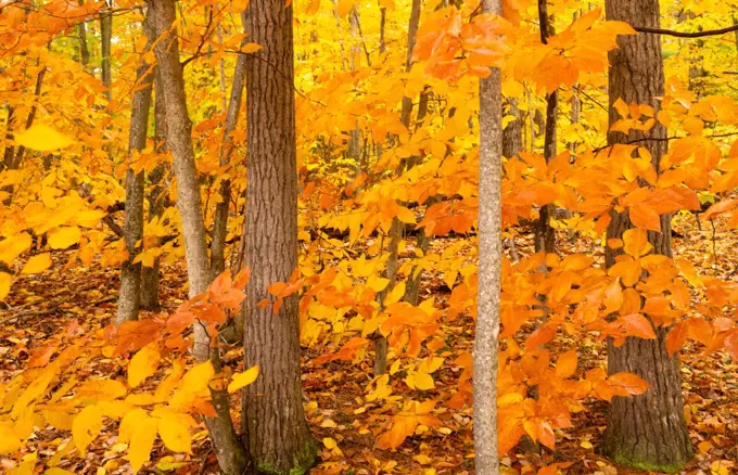 Unique trees stand out against bright yellow leaves ready to fall as winter sets in