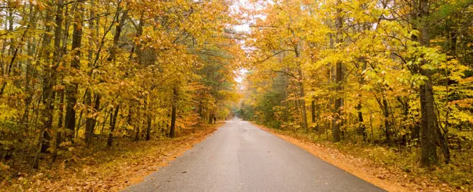 A rural country road travels between trees showing bright fall color as winter approaches