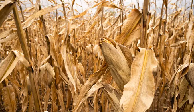 Farm field crops wait for harvest drying up in the field