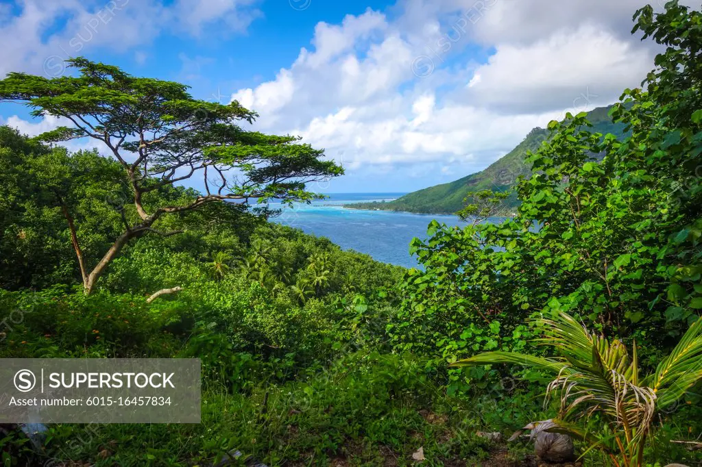 Aerial view of Opunohu Bay and lagoon in Moorea Island. French Polynesia