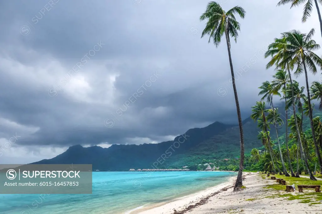 Palm trees on Temae Beach in Moorea island. French Polynesia