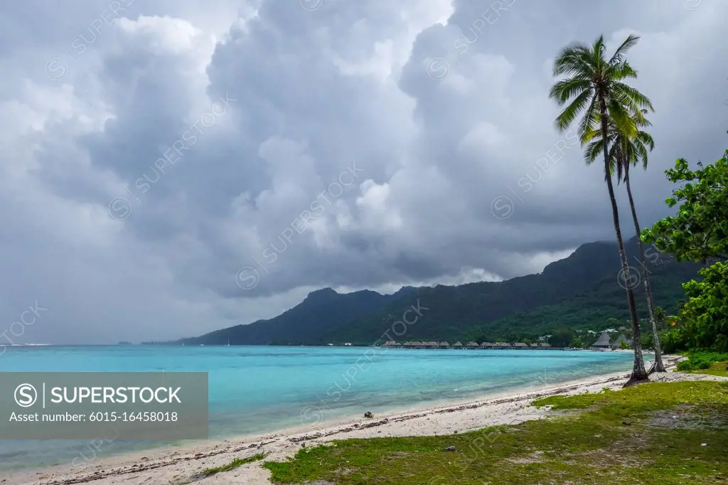 Palm trees on Temae Beach in Moorea island. French Polynesia