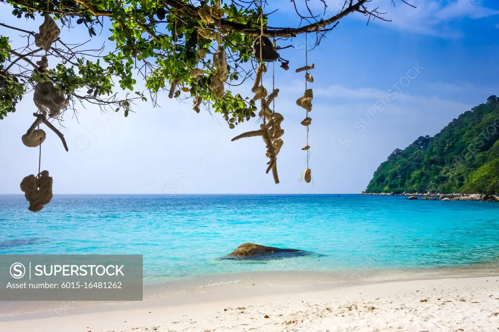 Hanging coral on Turtle Sanctuary Beach, Perhentian Islands, Terengganu, Malaysia