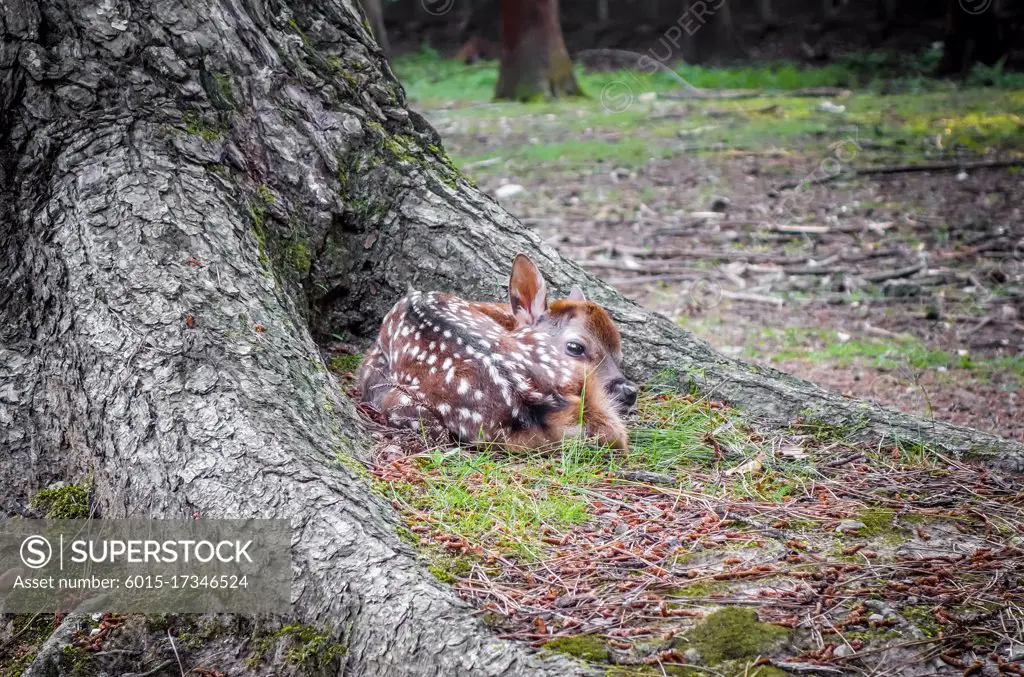 New born Sika fawn deer in Nara Park forest, Japan