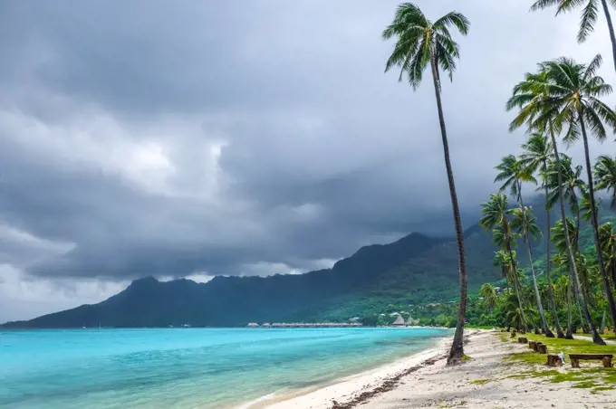 Palm trees on Temae Beach in Moorea island. French Polynesia