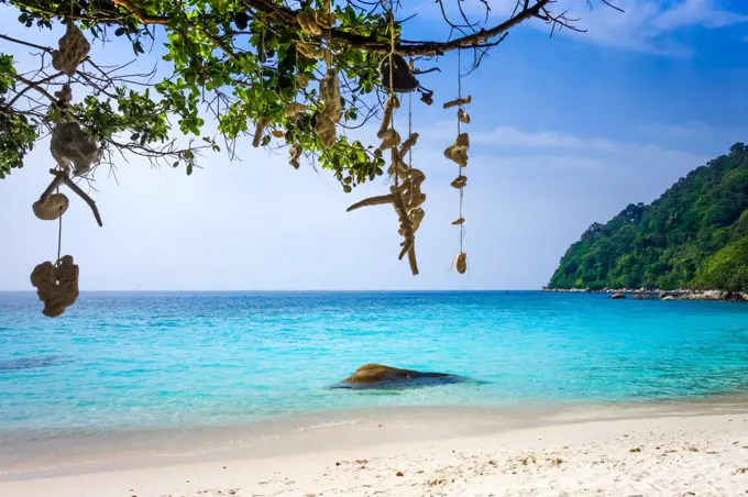 Hanging coral on Turtle Sanctuary Beach, Perhentian Islands, Terengganu, Malaysia