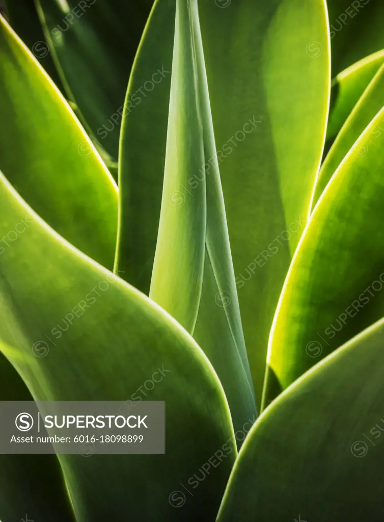 Close up of Agave