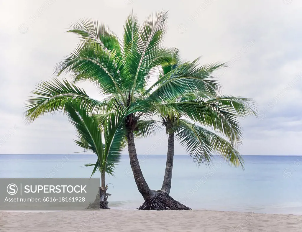 Two young tropical palm trees at waters edge of Fiji Island