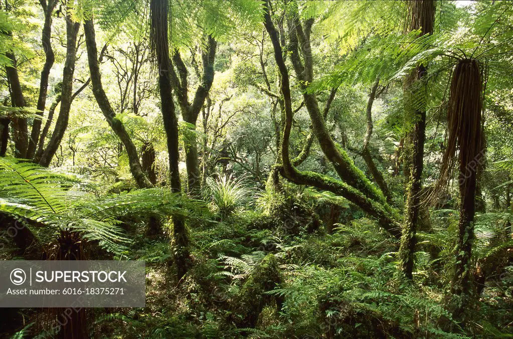 Native New Zealand forest