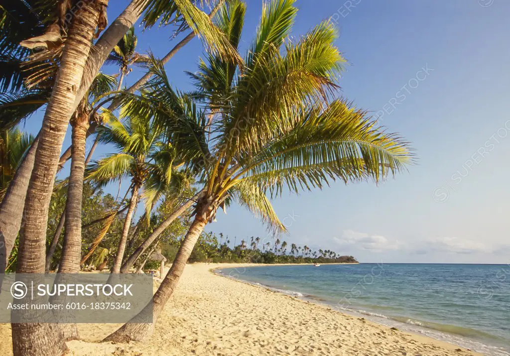 Palm Trees lining the beach in Fiji