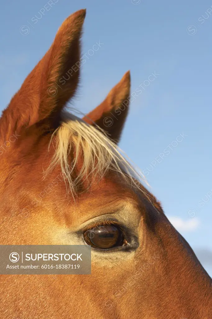 Close up portion of horses face including eye, ears and forelock