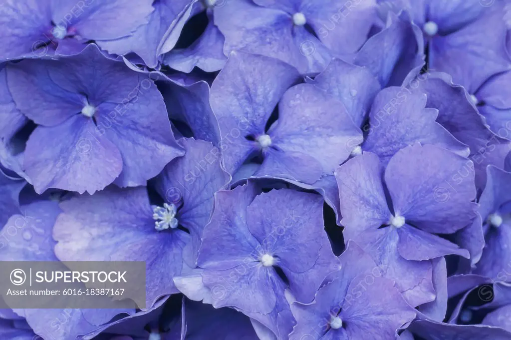 Close up of lavender/blue hydrangea flower head