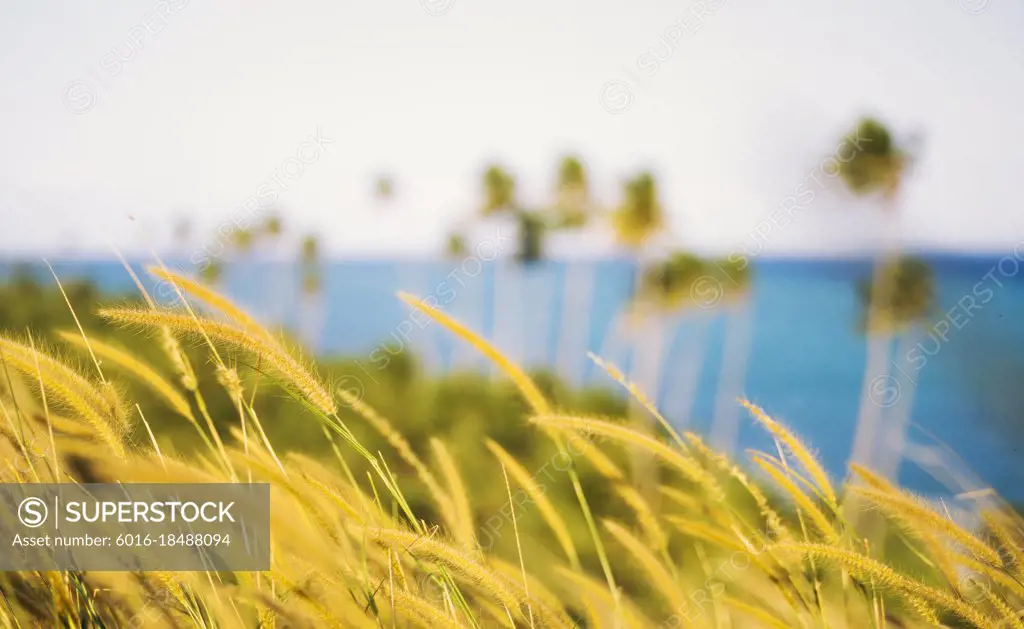 Blurred image of native grasses and palm trees blowing on a tropical island