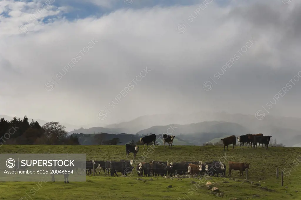 Black and white cattle on New Zealand farm