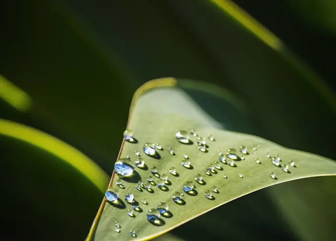 Close up of sun shining on dewdrops on Agave leaf