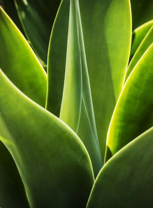 Close up of Agave