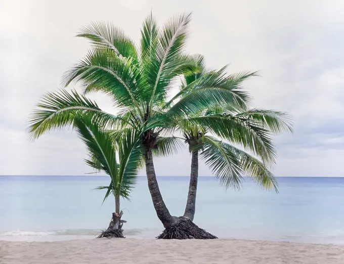 Two young tropical palm trees at waters edge of Fiji Island