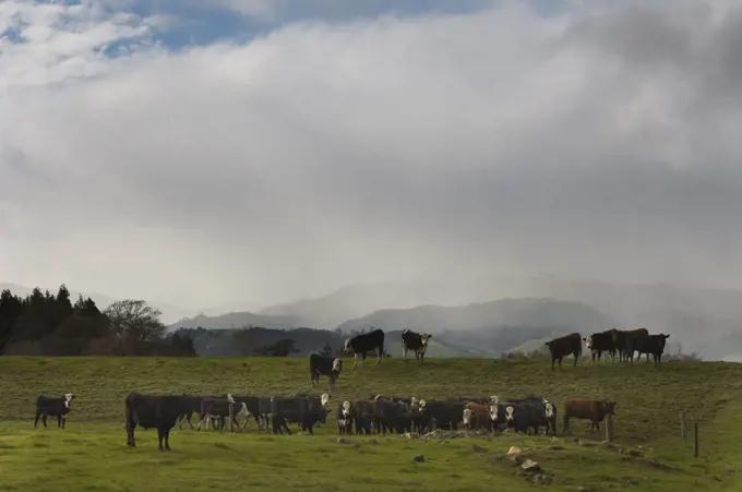 Black and white cattle on New Zealand farm