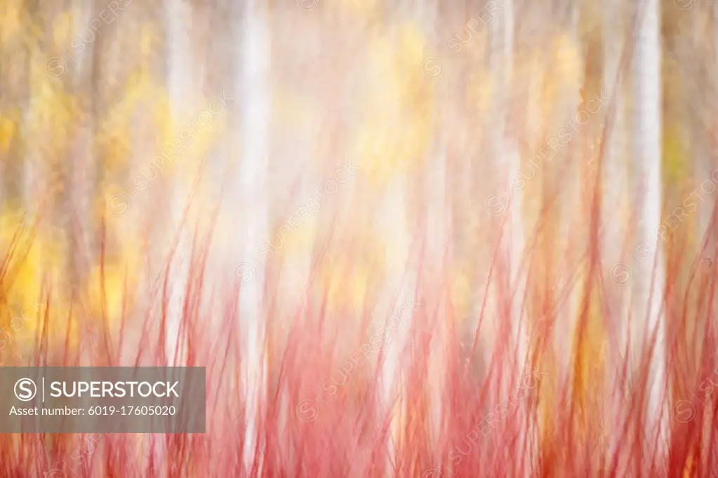 Spain, Cuenca, Wicker cultivation in Canamares in autumn