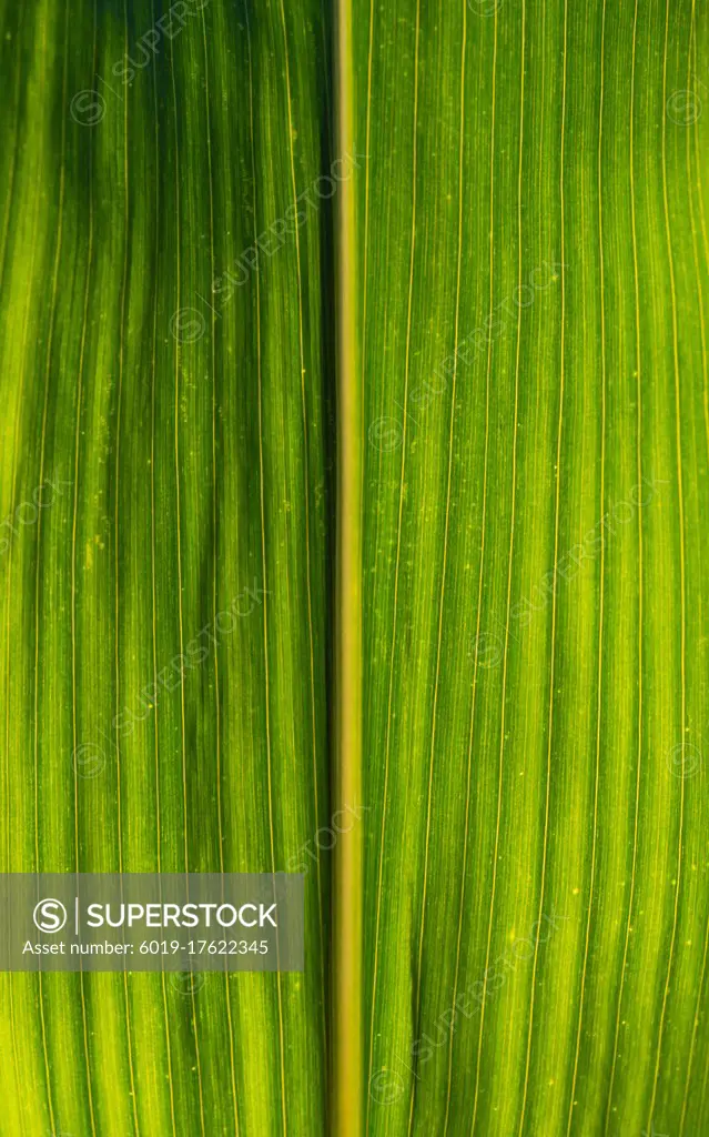 Green growing leaves of maize in a field.