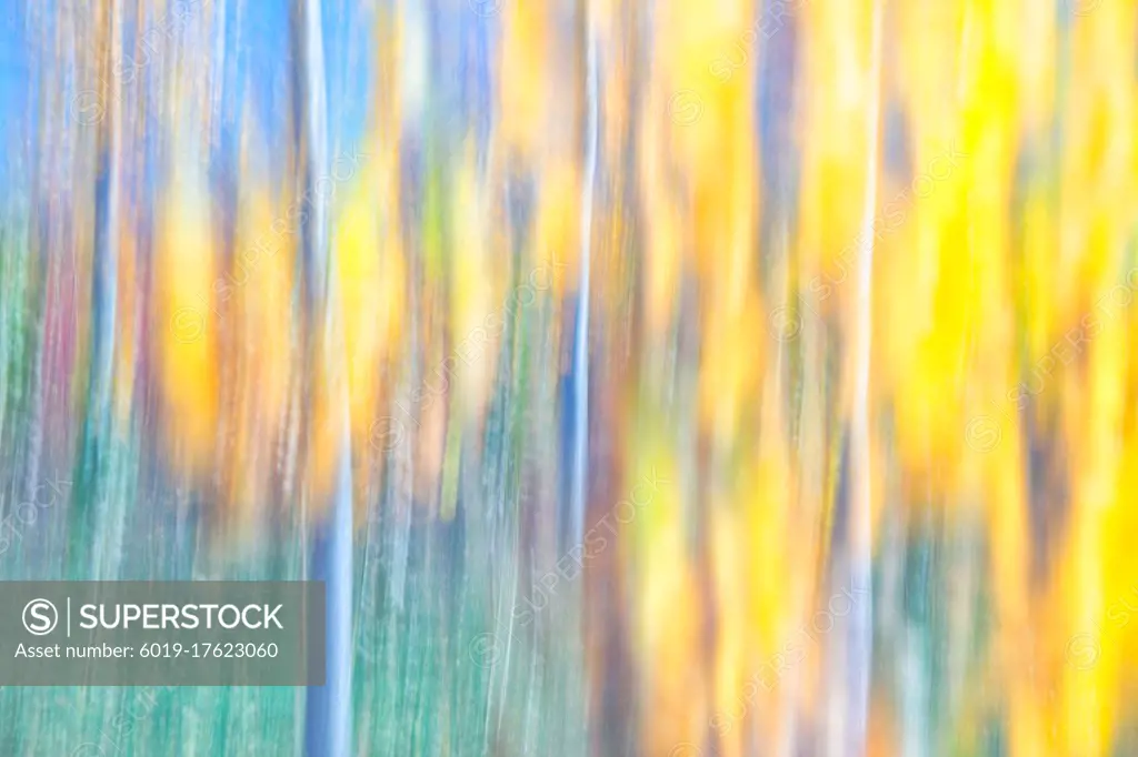 Poplar forest.Spain, Cuenca, Wicker cultivation in Canamares in autumn