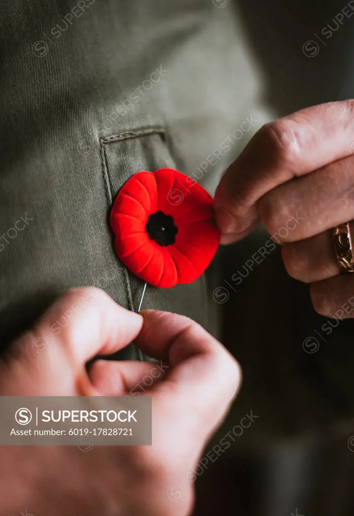 Close up of hand pinning poppy on jacket for Remembrance Day.