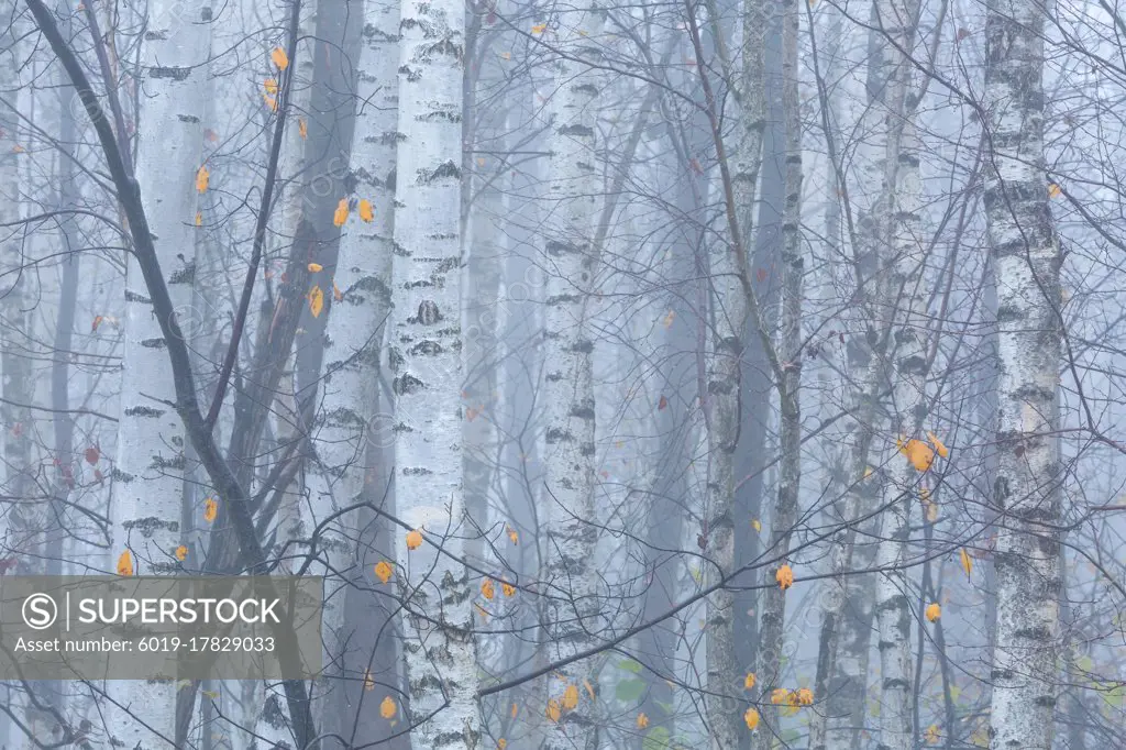 Autumnal forest in the foothills of Velka Fatra mountain range.