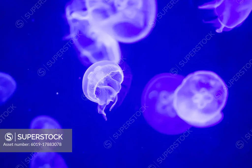 Blurry Colorful Jellyfishes floating on waters. Green Moon jelly