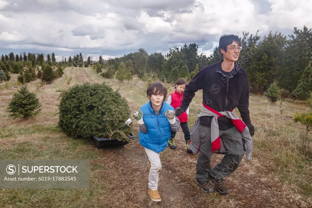 A boy walks with family in tree farm pulling Christmas tree on a sled