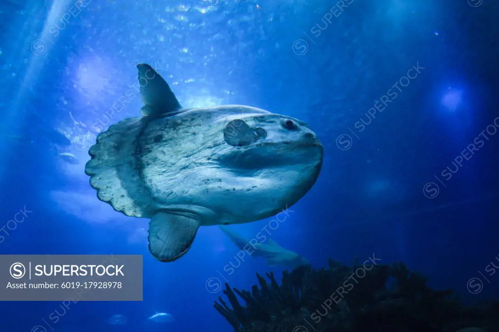 sunfish or common mola (Mola mola) swiming in the ocean