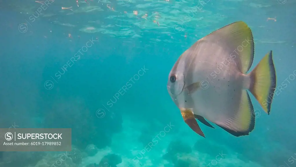 Batfish Swims By While Snorkeling at Coral Park, Zanzibar, Tanzania