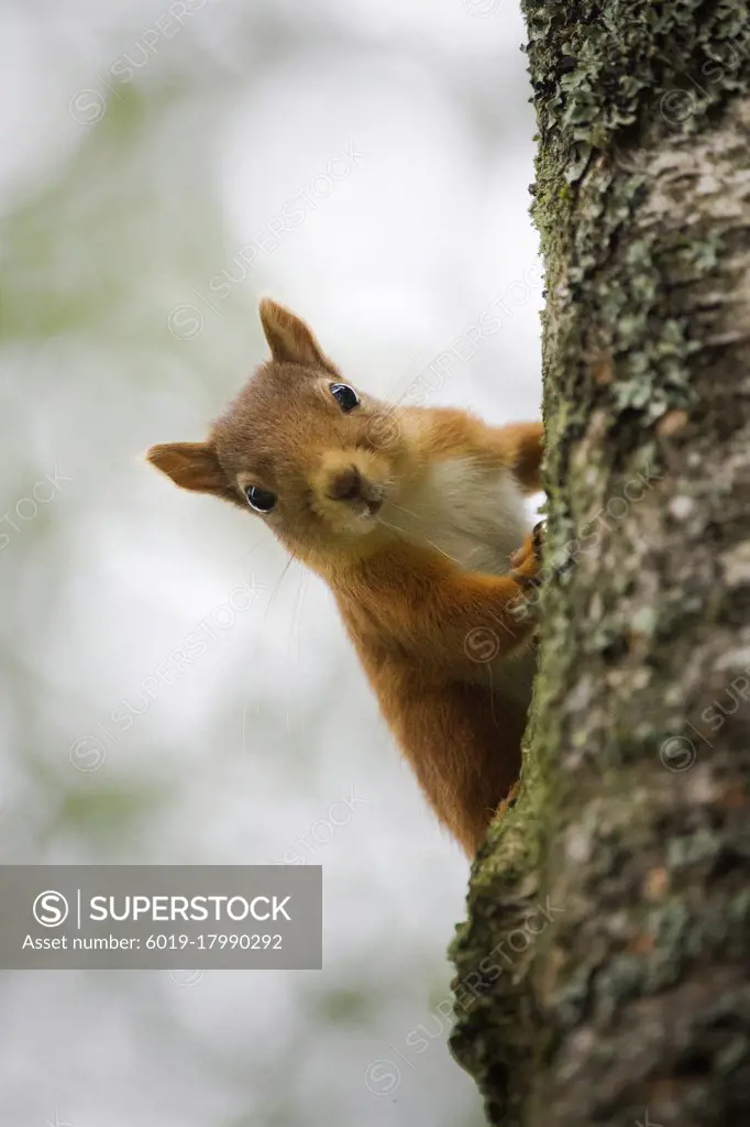 A red squirrel climbing a tree and looking straight at the camera.